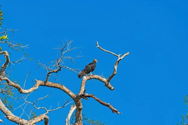 Avvoltoio Dalla Testa Gialla Maggiore Albero Della Foresta Pluviale Vicino — Foto Stock