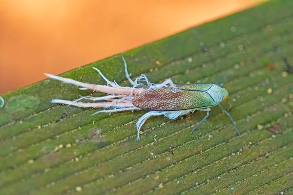 Ασυνήθιστο Lacewing Εντόμων Στο Τροπικό Δάσος Κοντά Alta Floresta Βραζιλία — Φωτογραφία Αρχείου