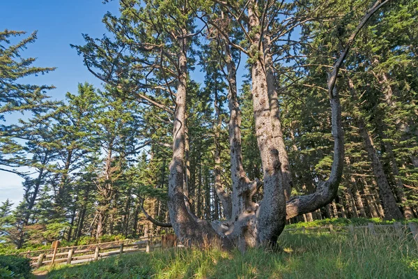 Árvore Polvo Costa Parque Estadual Cape Meares Oregon — Fotografia de Stock