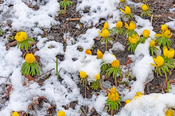イリノイ州の雪の中を駆け上がる冬のアコナイト — ストック写真