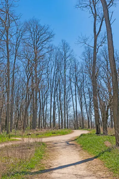 Trail Naar Het Vroege Voorjaarsbos Midewin National Tallgrass Prairie Wilmington — Stockfoto