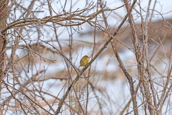 Palm Warbler Wczesną Wiosną Volo Bog Naturalny Obszar Illinois — Zdjęcie stockowe