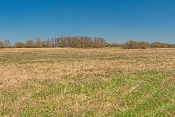 Tallgrass Prairie Början Våren Midewin National Tallgrass Prairie Wilmington Illinois — Stockfoto