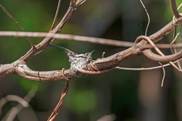 Coppia Colibrì Mango Thoated Neri Sul Loro Nido Nella Foresta — Foto Stock