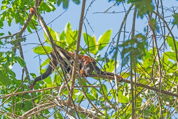 Howler Monkey Brachiating Dans Les Arbres Forêt Amazonienne Près Alta — Photo