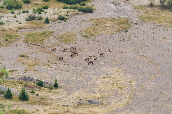 Manada Alces Tras Erupción Del Monte Helens Washington —  Fotos de Stock