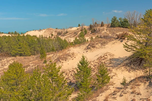 インディアナ州の砂丘国立公園の砂の砂丘で植物の承継 — ストック写真