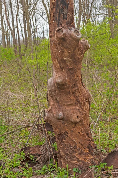 Charakterystyczny Pępek Drzewa Pogodnego Lesie Volo Bog State Natural Area — Zdjęcie stockowe