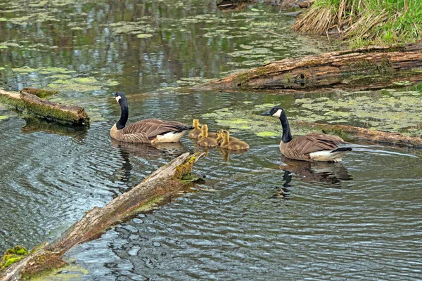 Goose Family Wending Theiw Way Marshland Volo Bog State Natural — Stock Photo, Image