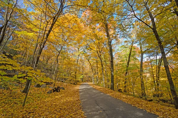 Żółty Baldachim Wiejskiej Drodze Parku Stanowym Devils Lake Wisconsin — Zdjęcie stockowe