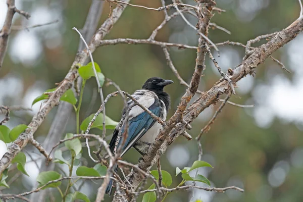 Pie Bec Noir Dans Arbre Montagne Près Parc National Des — Photo