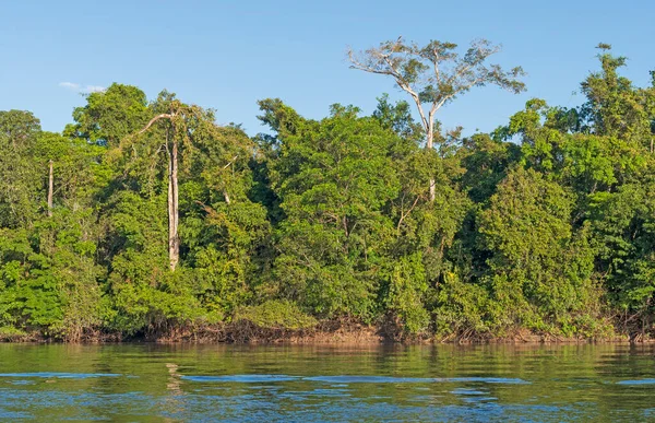 Regenwoudbomen Langs Een Tropische Rivier Het Amazoneregenwoud Bij Alta Floresta — Stockfoto