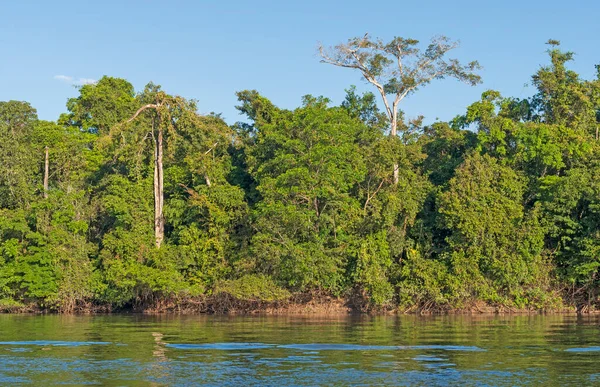 Árboles Selva Tropical Largo Río Tropical Selva Amazónica Cerca Alta — Foto de Stock