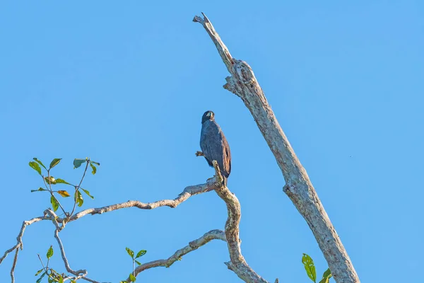 Grande Buse Noire Perchée Dans Arbre Mort Dans Forêt Amazonienne — Photo