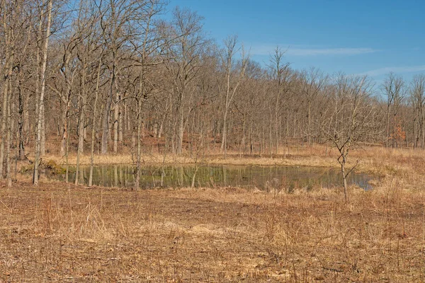 伊利诺伊州Deer Grove森林保护区森林边的宁静池塘 — 图库照片