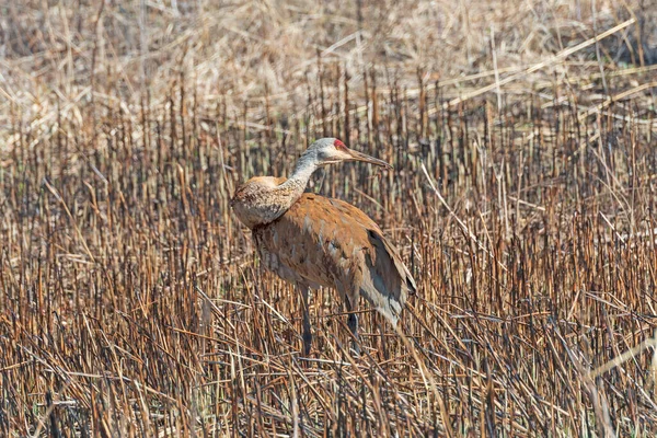 Crane Craning Its Neck While Feeding Deer Grove Forest Preserve Royalty Free Stock Images