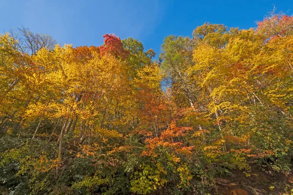 Cores Outono Rompendo Uma Montanha Floresta Nacional Pisgah Carolina Norte — Fotografia de Stock