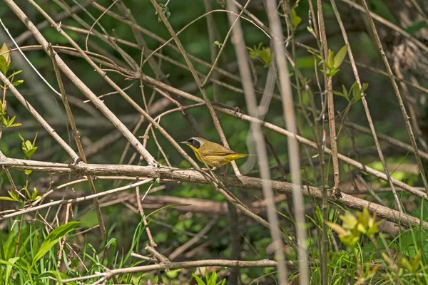 Common Yellowthroat Forest Rock Cut State Park — стокове фото