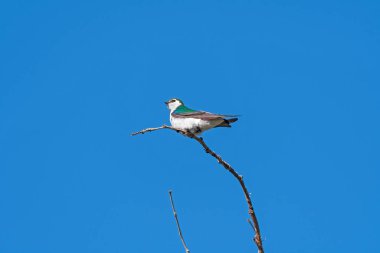 Colorado 'daki Rocky Dağı Ulusal Parkı' nda Ağacın tepesinde Violet Green Swallow