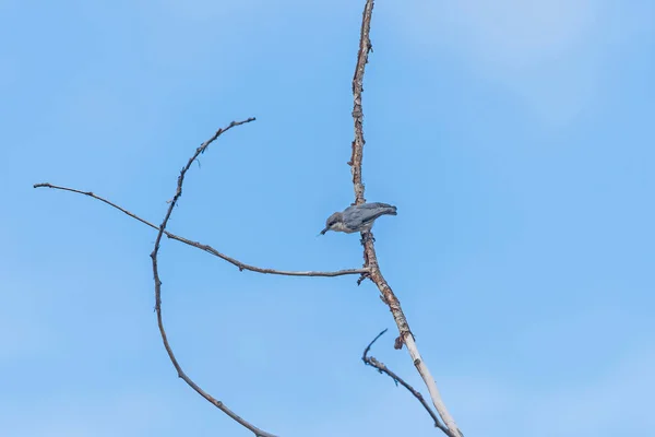 Pygmy Nuthatch Ταΐζοντας Ένα Έντομο Στο Rocky Mountain National Park — Φωτογραφία Αρχείου