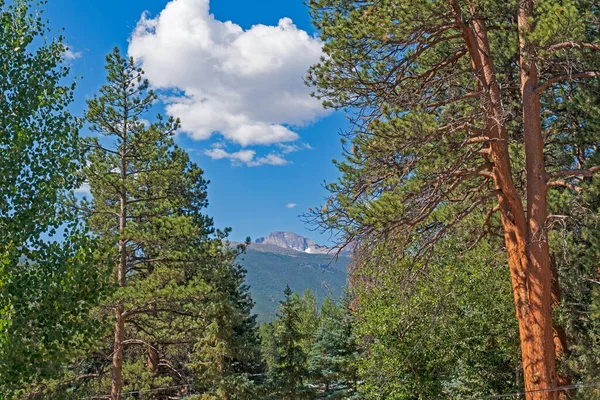 Vzdálený Vrchol Objevující Přes Západní Borovice Národním Parku Rocky Mountain — Stock fotografie