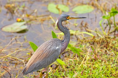 Florida Everglades Ulusal Parkı 'ndaki Köpekbalığı Vadisi' ndeki Wetland Pond 'da üç renkli balıkçıl.