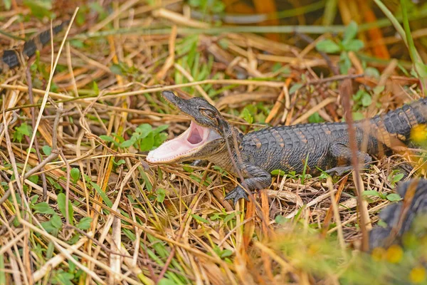 Baby Alligator Öffnet Sein Maul Shark Valley Everglades Nationalpark Florida — Stockfoto