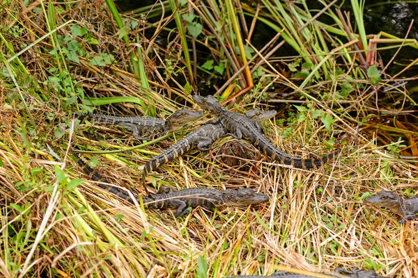 Grupo Crocodilos Bebê Longo Uma Costa Das Zonas Húmidas Vale — Fotografia de Stock