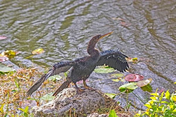 アニンガはフロリダ州エバーグレーズ国立公園のシャークバレーの湿地池に沿って羽を乾燥させる — ストック写真