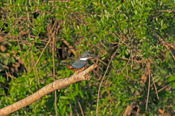 Ένα Ringed Kingfisher Στο Τροπικό Δάσος Του Αμαζονίου Κοντά Alta — Φωτογραφία Αρχείου