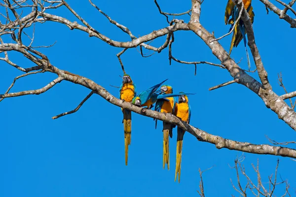 Μια Ομάδα Μπλε Και Κίτρινο Macaws Ένα Δέντρο Κοντά Alta — Φωτογραφία Αρχείου