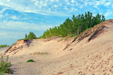 Genç Orman, Michigan 'da Uyuyan Ayı Kumullarında Kumsalda Kumsala Tutunuyor