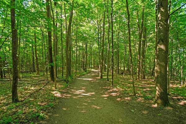 Summer Shade Sun Forest Path Sleeping Bear Dunes National Laekshore — Stock Photo, Image