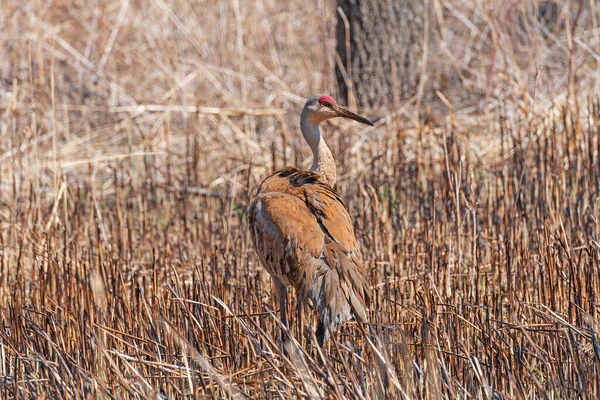 Żuraw Wędrujący Mokradłach Deer Grove Illinois — Zdjęcie stockowe