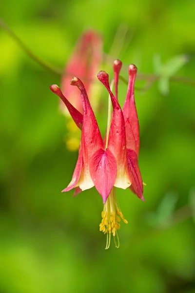 Wild Columbine Growing Spring Forest White Pines State Park Illinois — Stock Photo, Image