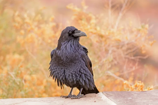 Vanlig Korp Med Ruffade Fjädrar Förstenade Skogen Nationalpark Arizona — Stockfoto