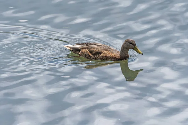 Female Duck Gliding Calm Blue Water Lily Lake Rocky Mountain — Stock Photo, Image
