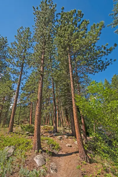 コロラド州のロッキーマウンテン国立公園の松の間のアルパイントレイル — ストック写真