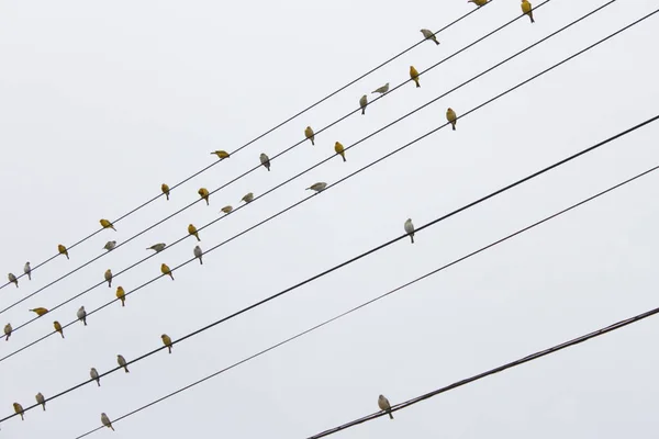Kuşlar hafif telde, gökyüzü arkada.