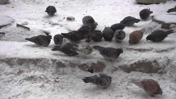 一群灰色的城市鸽子在雪地上吃种子 城市里寒冷的冬日 在羊群中寻找食物的鸽子 12月风景 — 图库视频影像