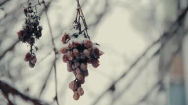 Terk edilmiş kış bahçesinde kaplı kar altında donmuş halsiz üzüm demet. Hoarfrost üzüm çilek üzerinde. Kış kar yağışı Pamuk Prenses. Açık doğa fotoğrafçılığı.