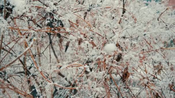 雪の中の装飾的なブドウの枝 冬の積雪 枝編みフェンス — ストック動画