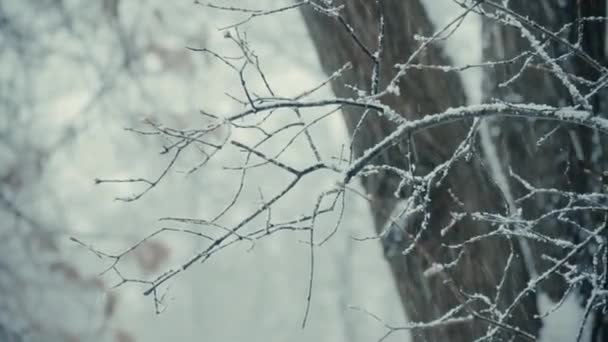 Sneeuw Bedekte Ijs Bedekte Boomtakken Tegen Achtergrond Van Een Stam — Stockvideo