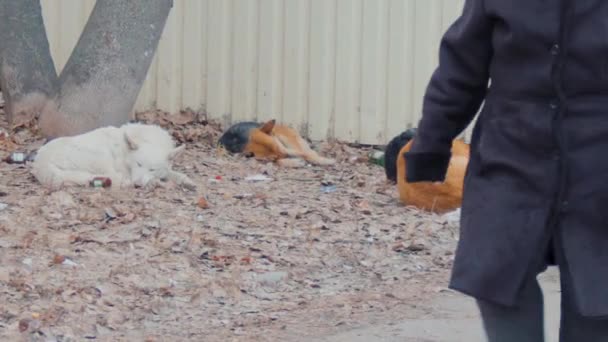 野良犬のパックは冬に散らばって芝生に寝ています 都市の浮遊動物の休暇 歩道を通り過ぎる人々 — ストック動画