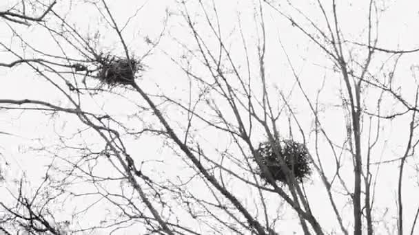 Dos nidos de ramitas de cuervo en la parte superior del árbol de arce en los primeros sprin — Vídeos de Stock