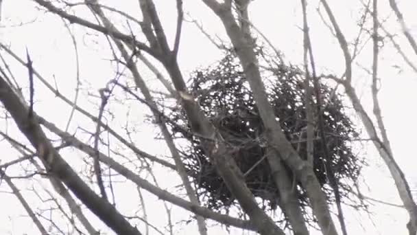 Raven takje nest bij de bovenkant van de esdoorn in het vroege voorjaar — Stockvideo