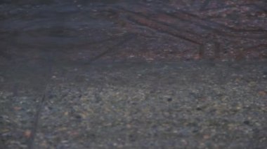 Nisan yağmuru. Şehirdeki ilk bahar yağmuru. Su spreyi