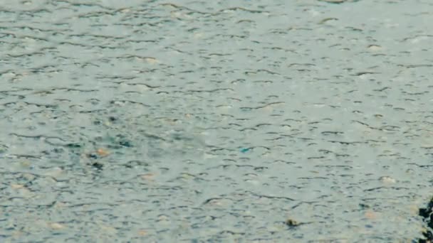 Лужа на тротуаре под дождем. Капли падают в воду — стоковое видео