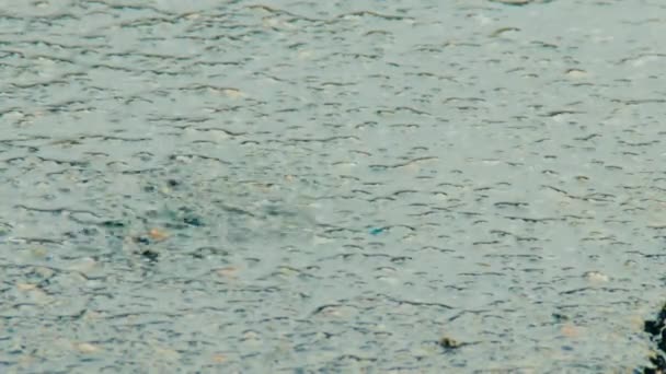 Puddle on the pavement in the rain. Drops fall into the water — Stock Video