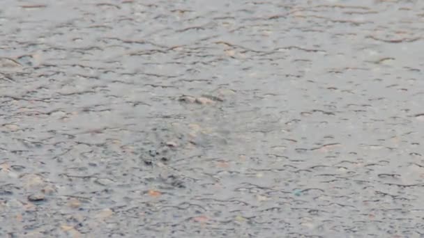 Puddle en el pavimento bajo la lluvia. Las gotas caen al agua — Vídeo de stock